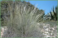 Stipa Tenacissima - esparto grass from Spain and North Africa